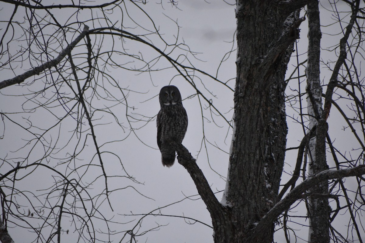 Great Gray Owl - ML646840784