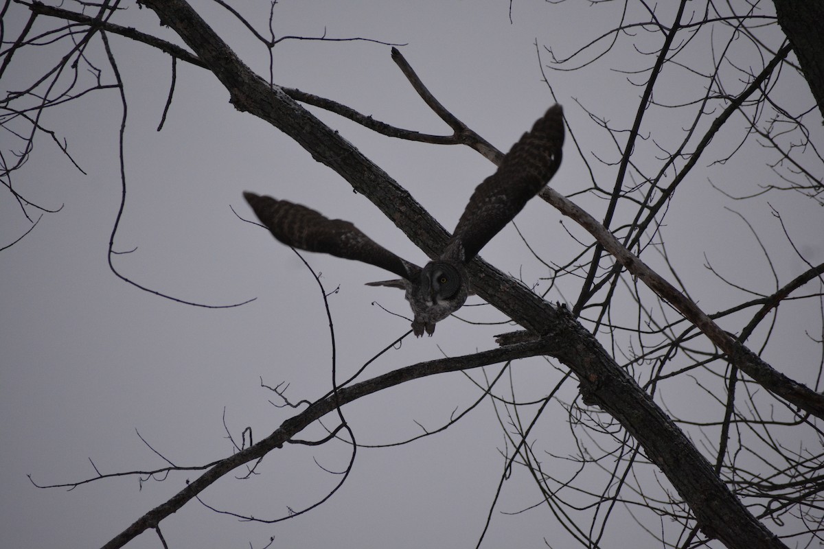 Great Gray Owl - ML646840785