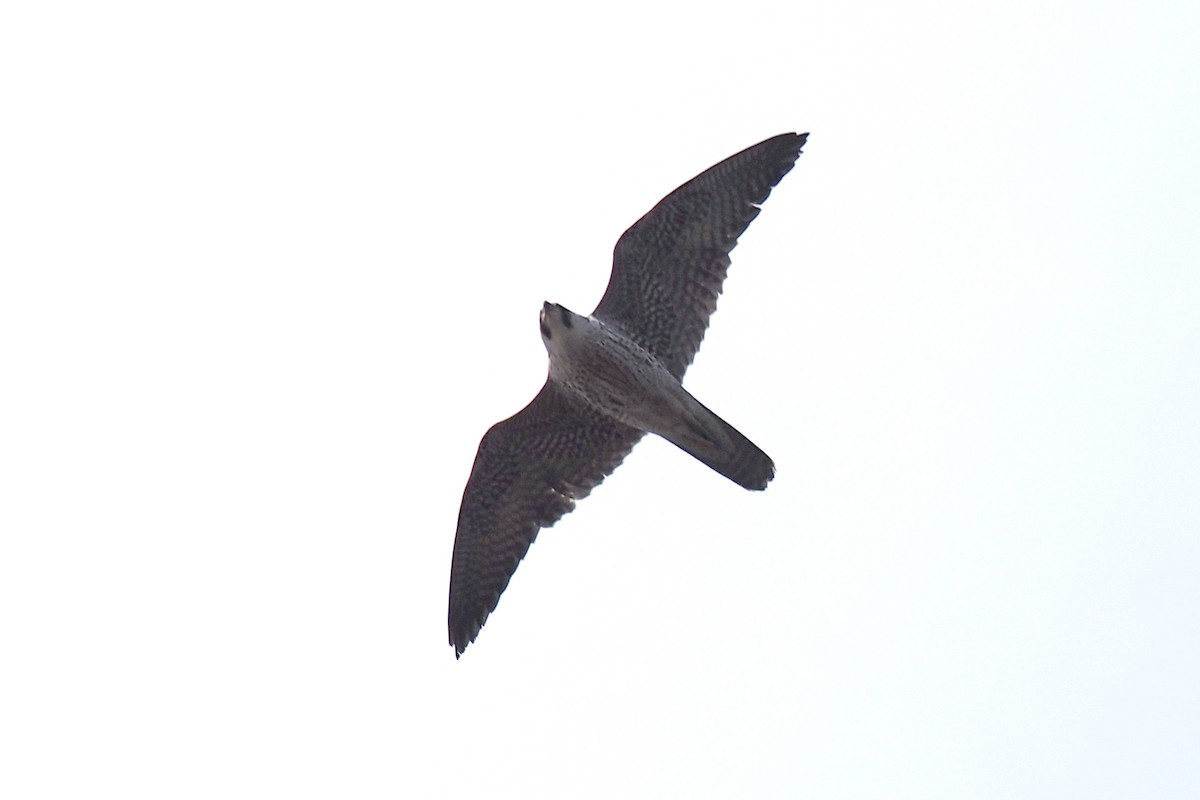 Wanderfalke - ML646840787