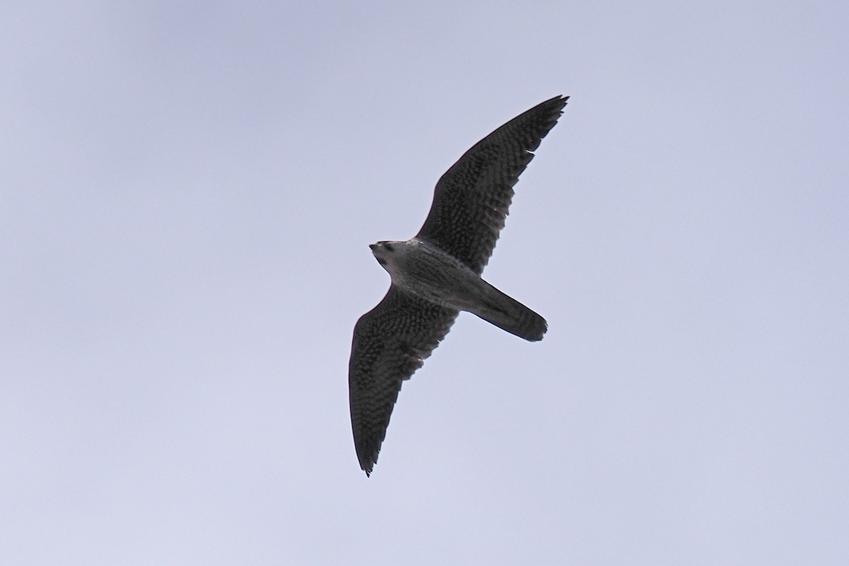 Wanderfalke - ML646840789