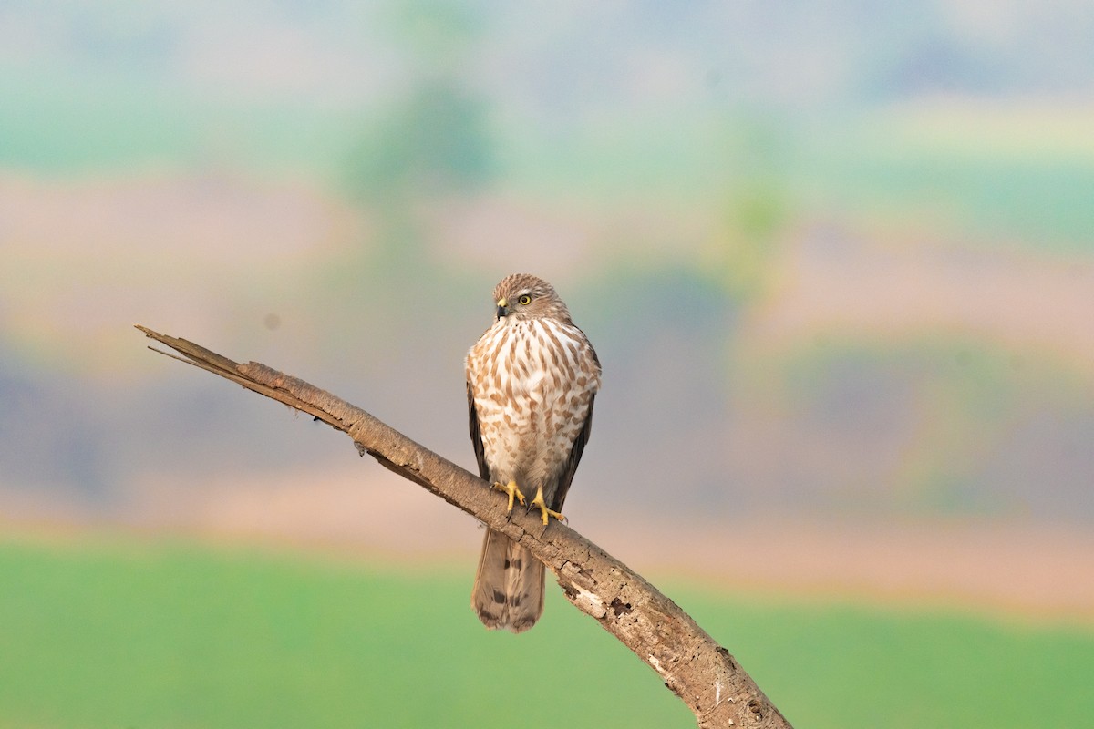 Shikra - ML646840790