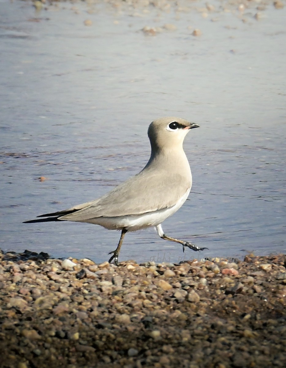Small Pratincole - ML646840792