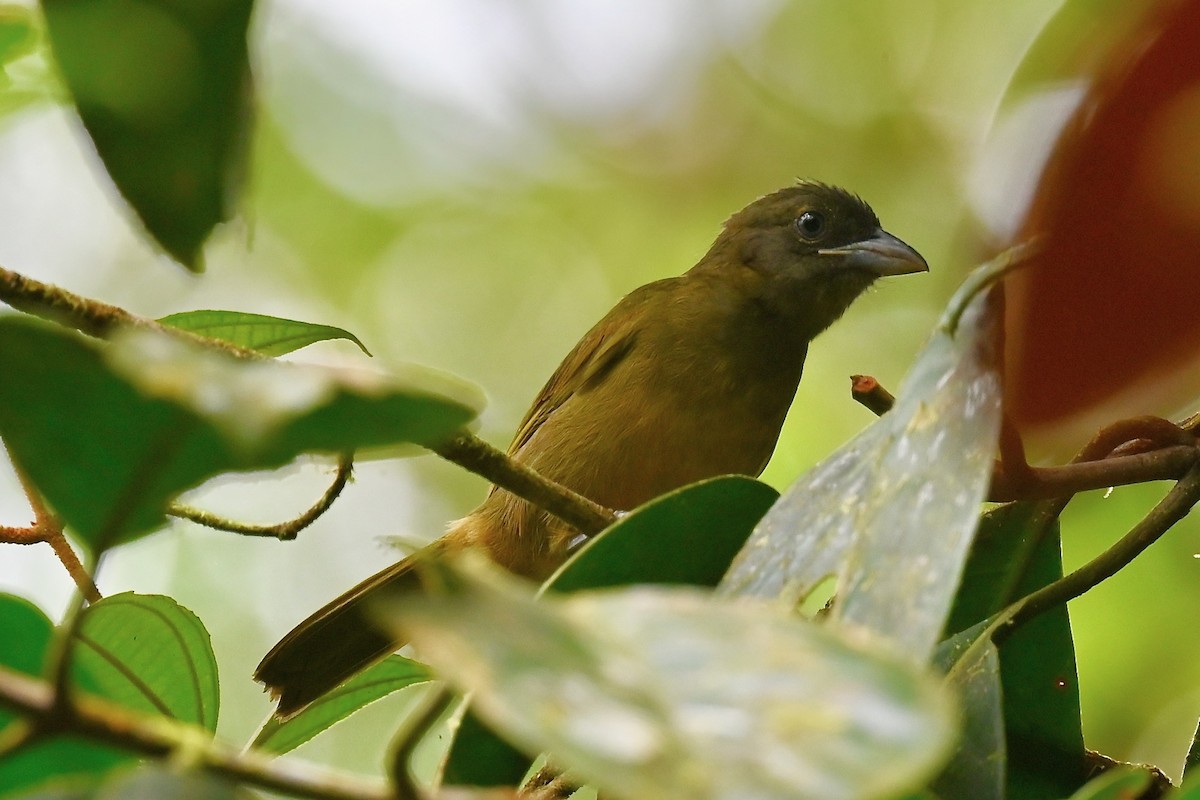 Ochre-breasted Tanager - ML646840795