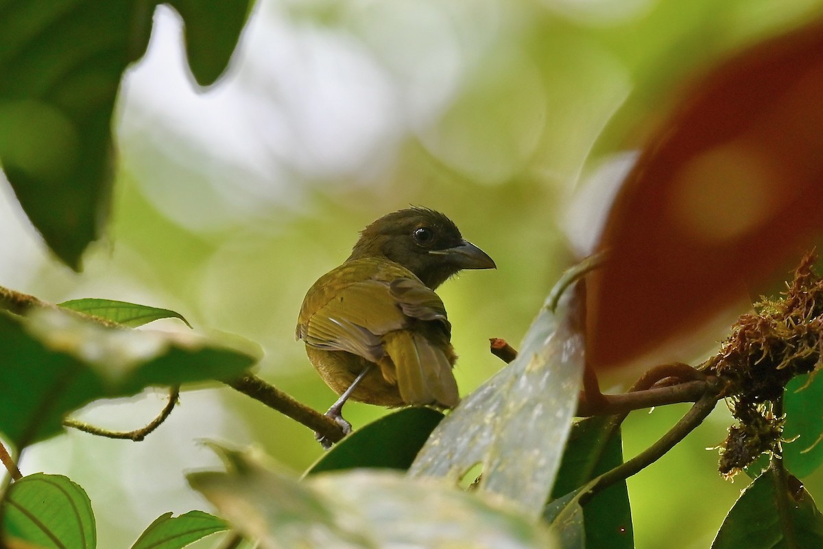 Ochre-breasted Tanager - ML646840796