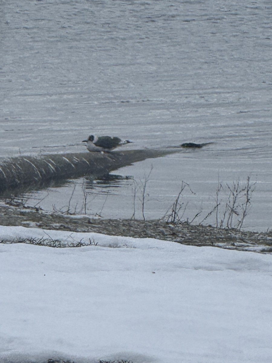 Gaviota Pipizcan - ML646840797