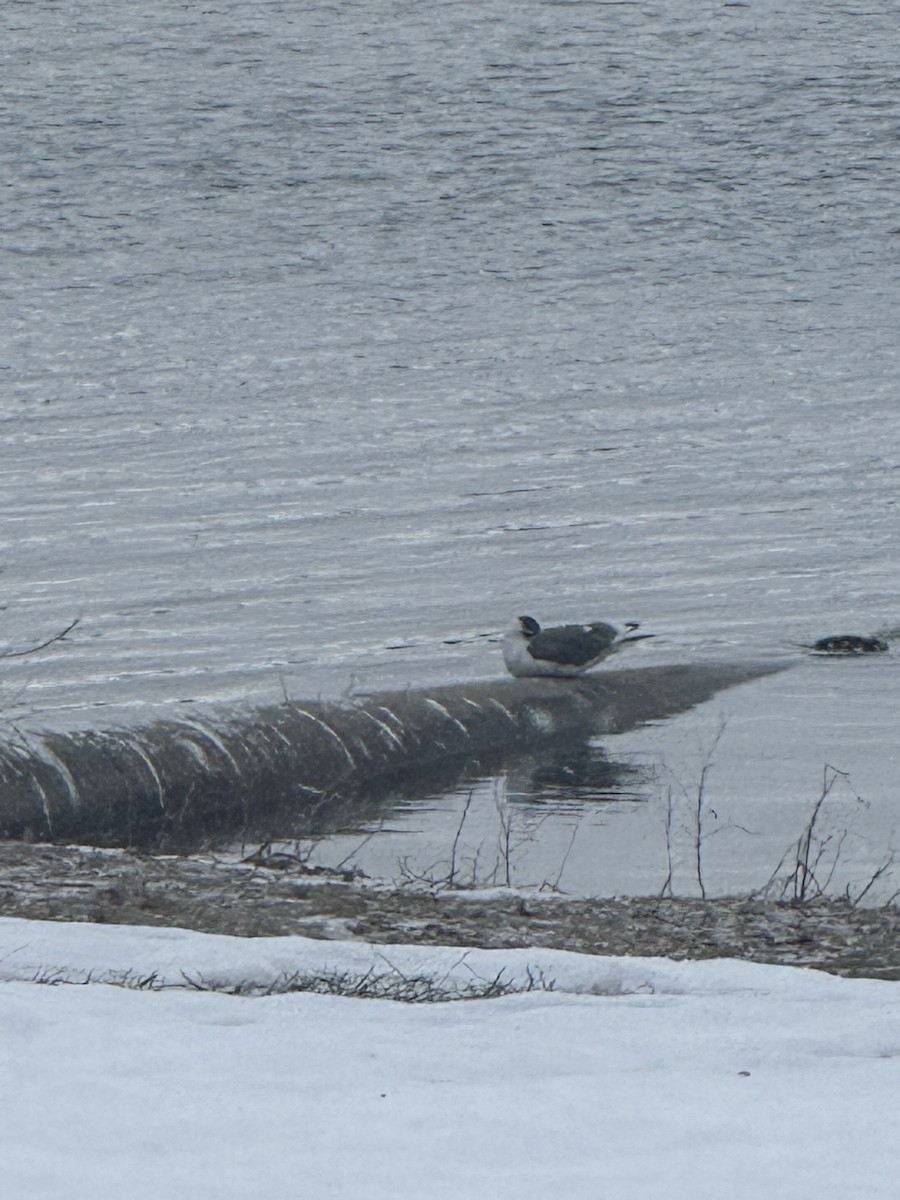 Gaviota Pipizcan - ML646840798