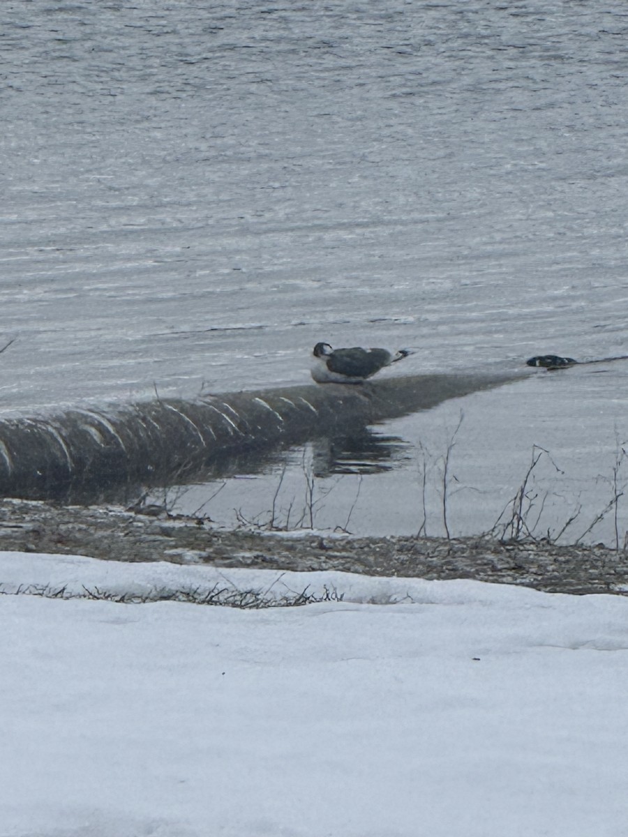 Gaviota Pipizcan - ML646840799