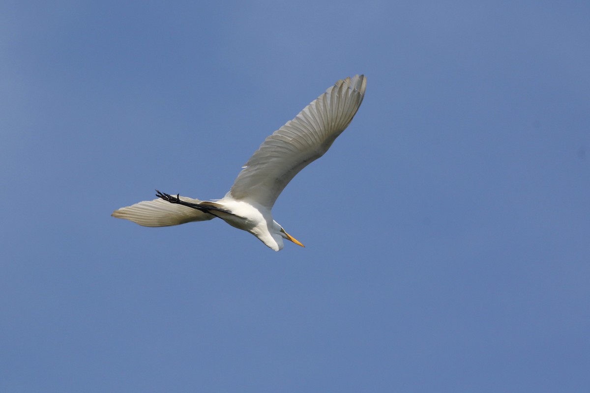 Koartza zuria - ML646840800