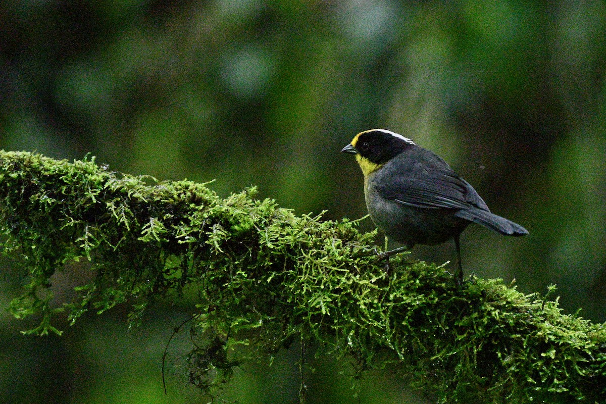 Tohi à nuque claire - ML646840801