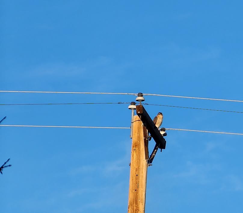 Cooper's Hawk - ML646840805