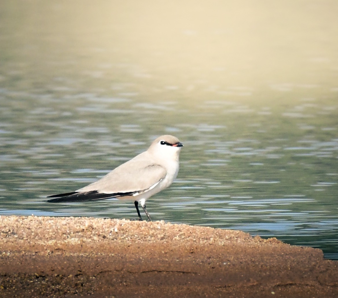 Small Pratincole - ML646840806