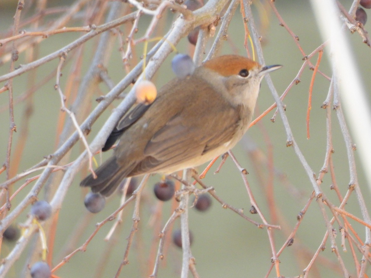 Mönchsgrasmücke - ML646840809