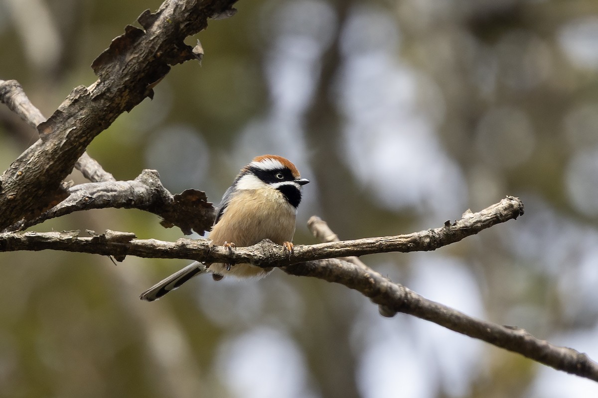 ズアカエナガ（concinnus グループ） - ML646840812