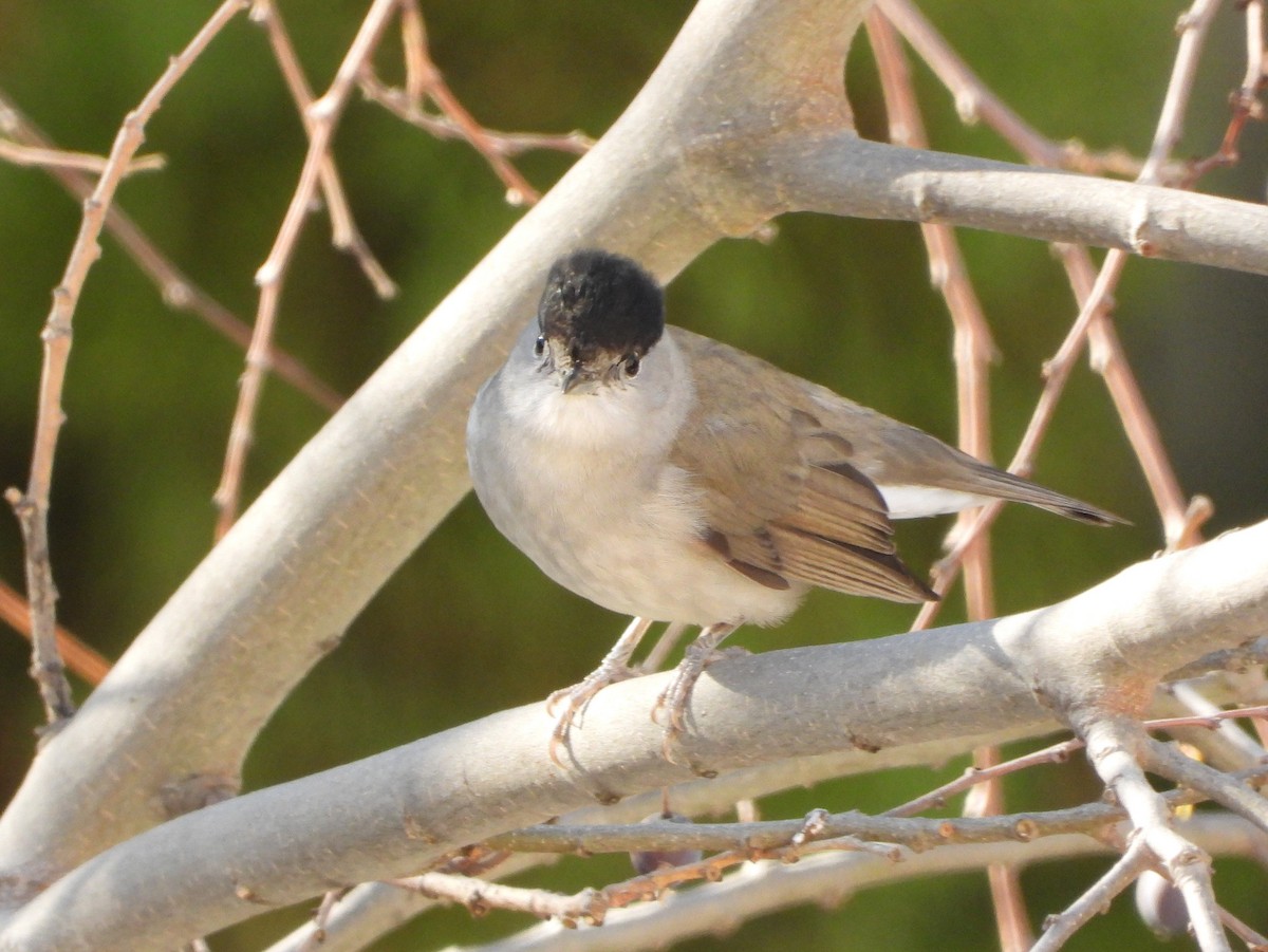 Mönchsgrasmücke - ML646840814