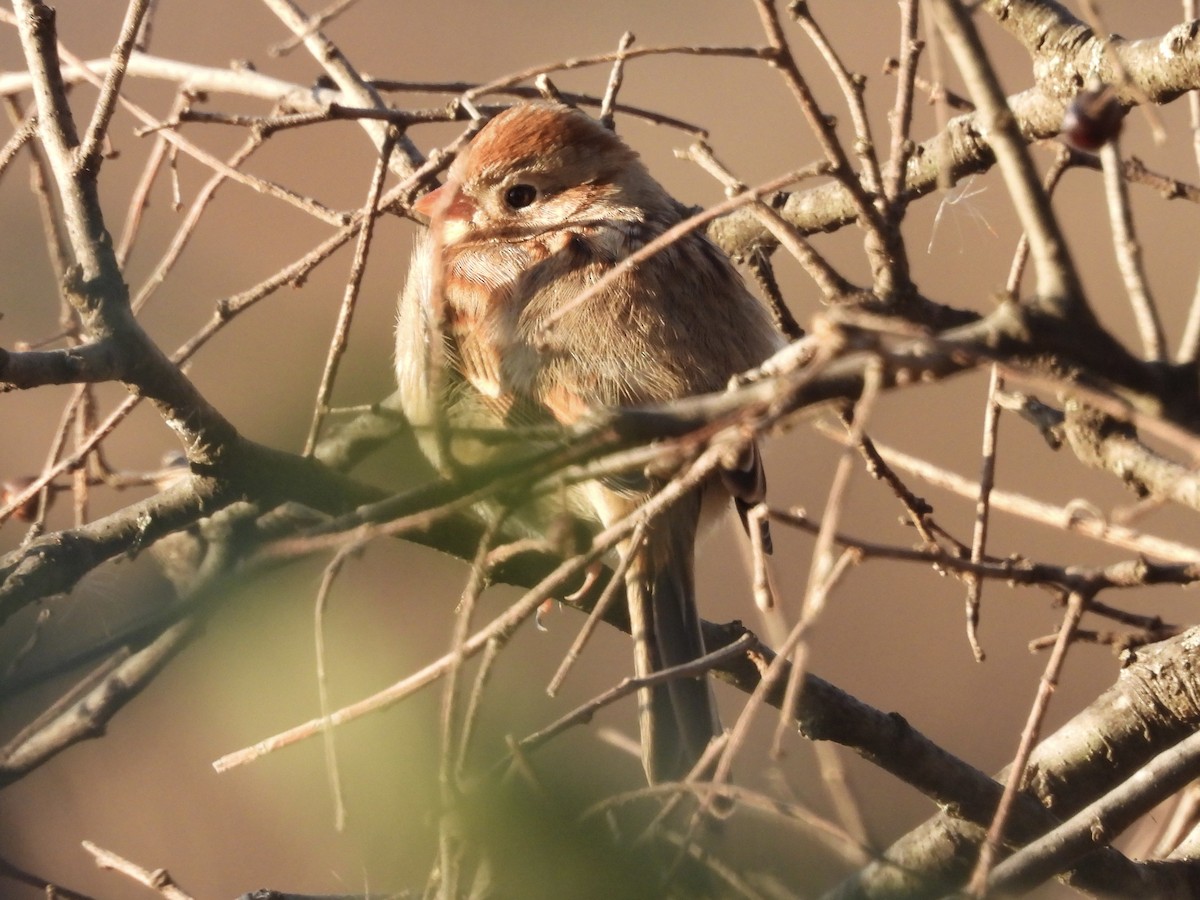 Field Sparrow - ML646840815