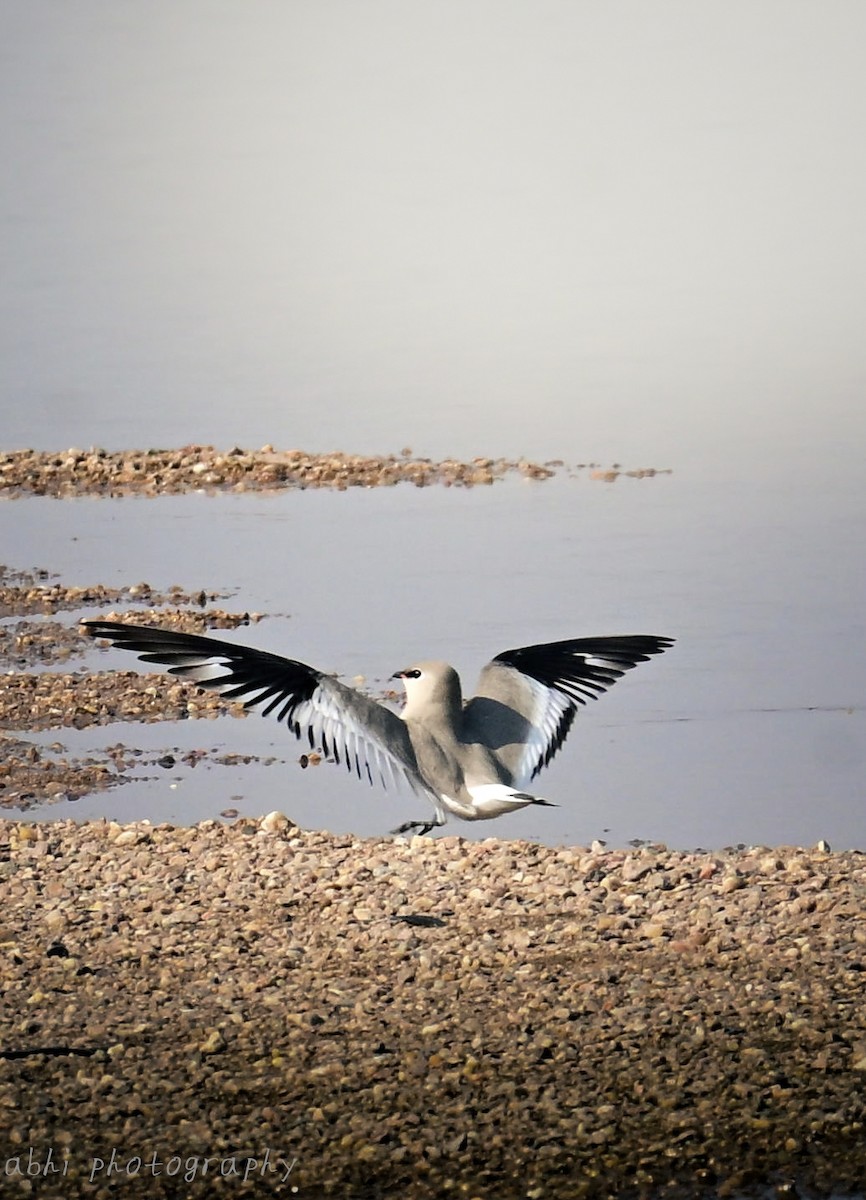 Small Pratincole - ML646840816