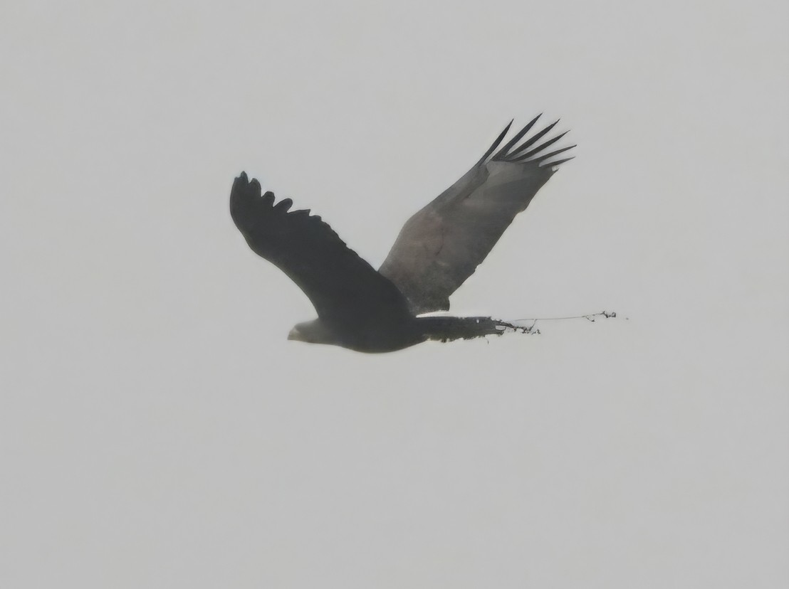 White-tailed Eagle - ML646840817