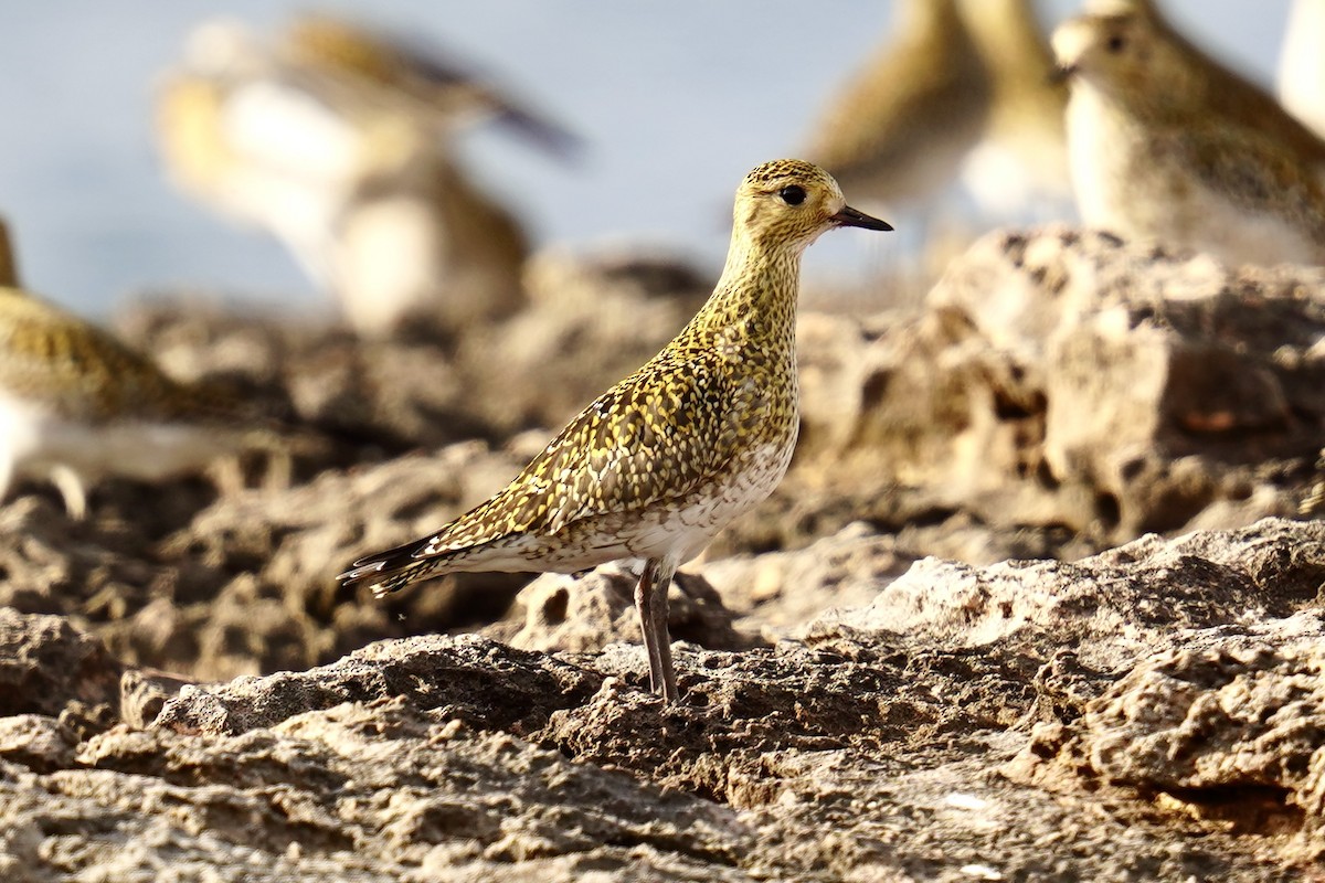 Сивка звичайна - ML646840818