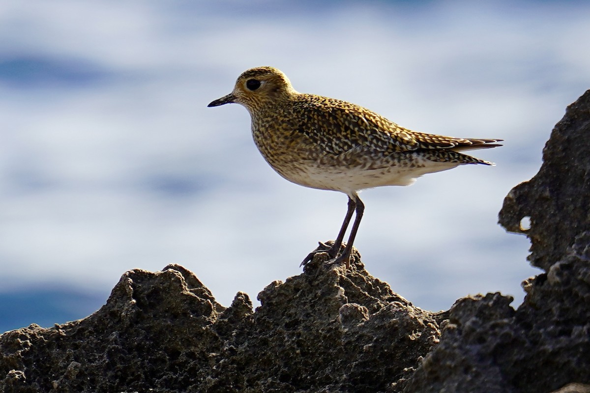 Сивка звичайна - ML646840820