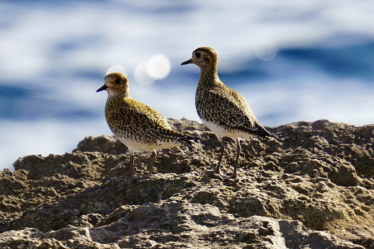 Сивка звичайна - ML646840821