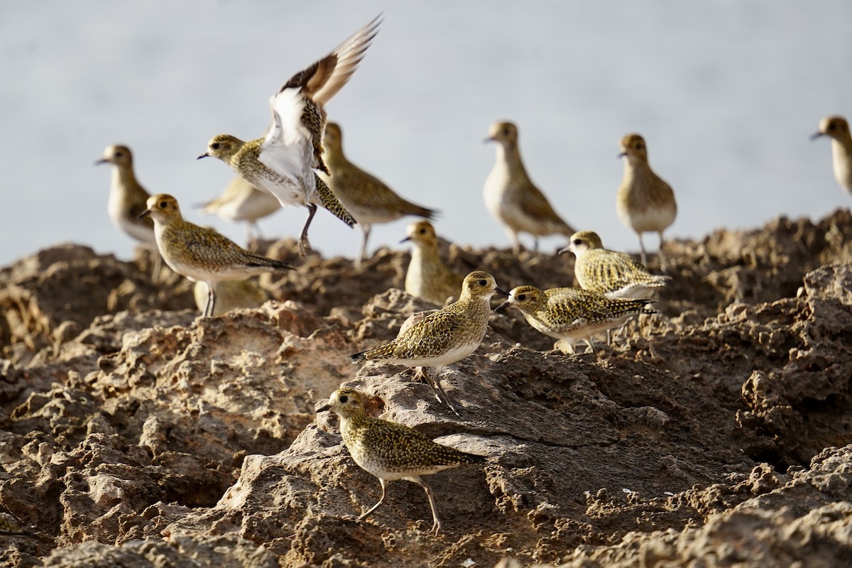 Сивка звичайна - ML646840823