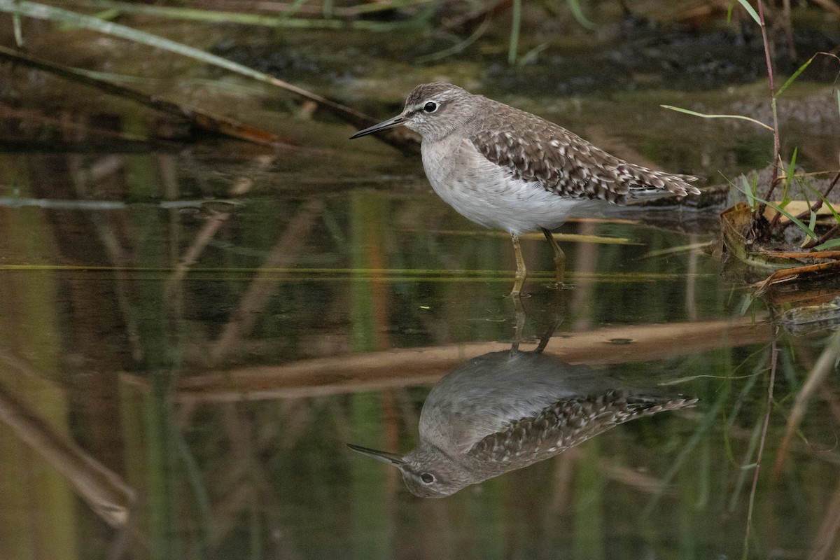 vodouš bahenní - ML646840829