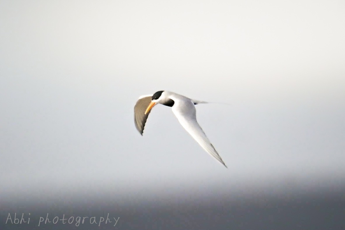 Black-bellied Tern - ML646840832
