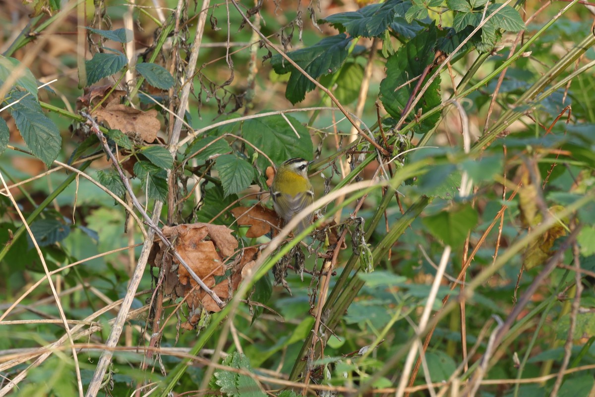 Красноголовый королёк - ML646840833