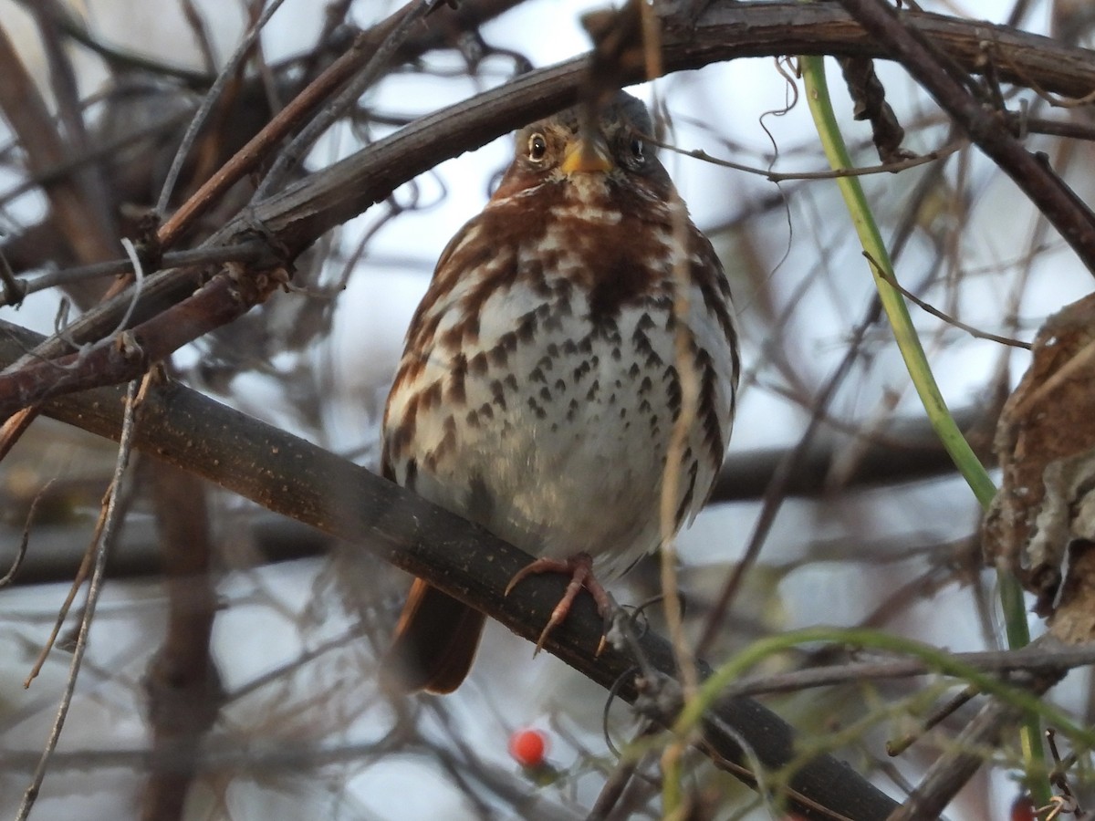 Fox Sparrow - ML646840834