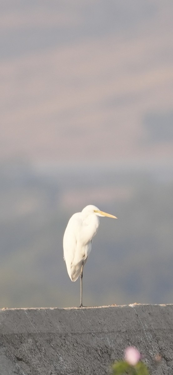 Koartza zuria - ML646840836