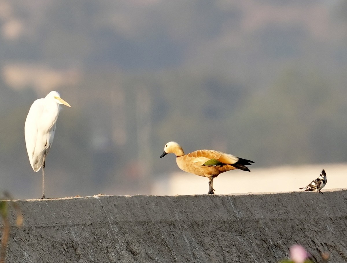 Koartza zuria - ML646840837