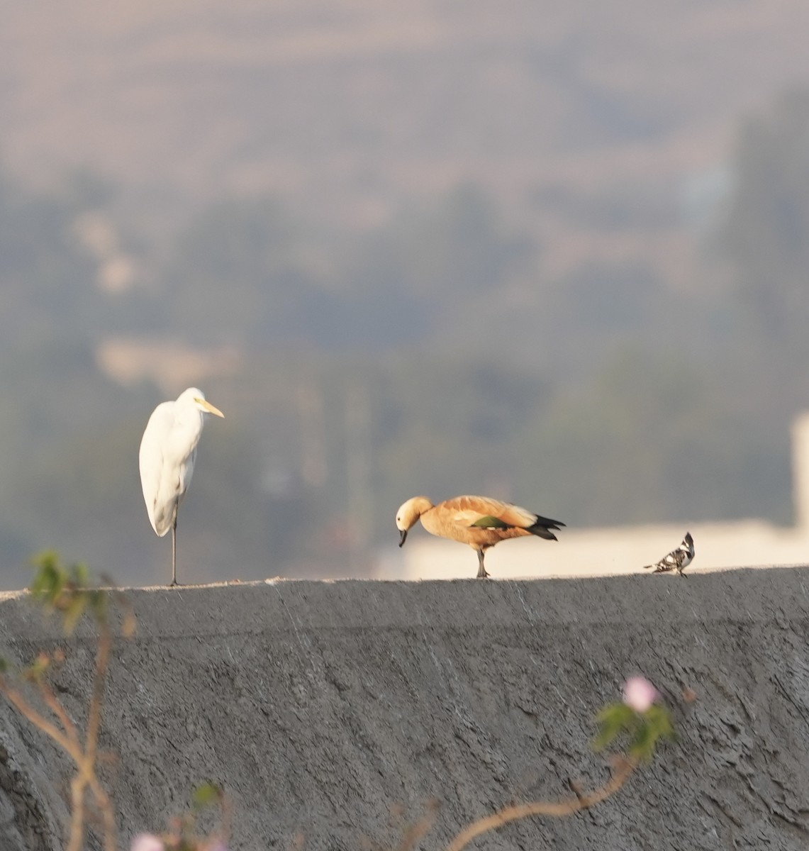 Koartza zuria - ML646840838