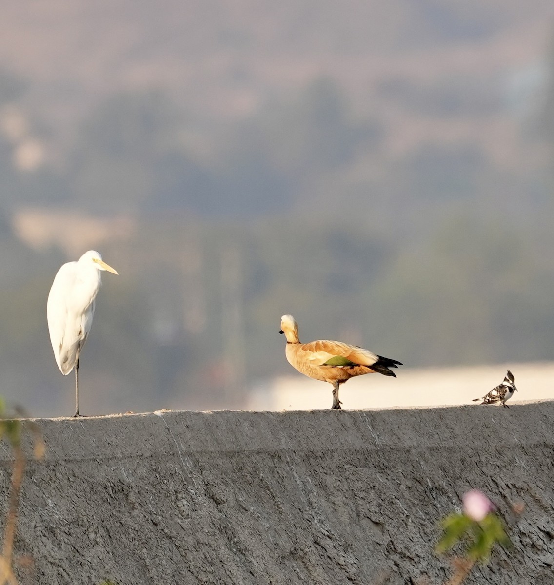 Koartza zuria - ML646840839