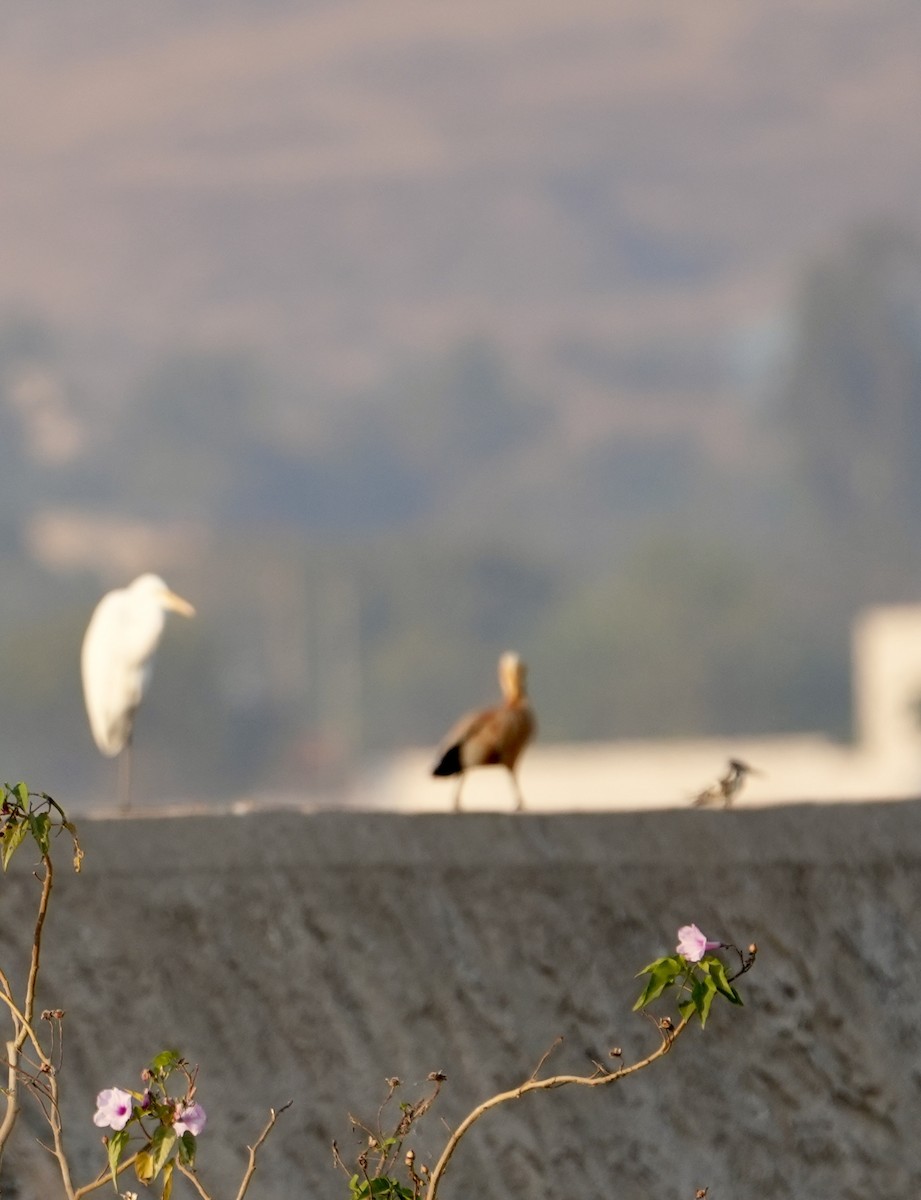 Koartza zuria - ML646840840