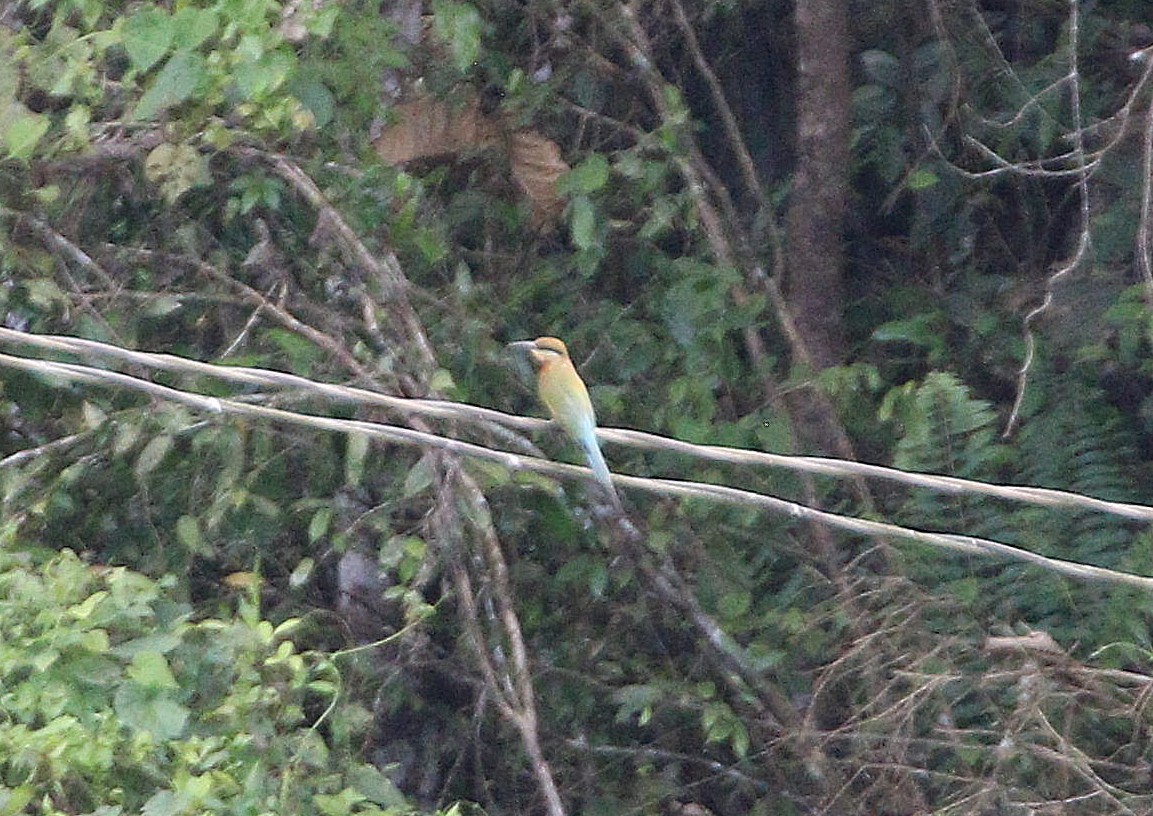 Blue-tailed Bee-eater - ML646840841
