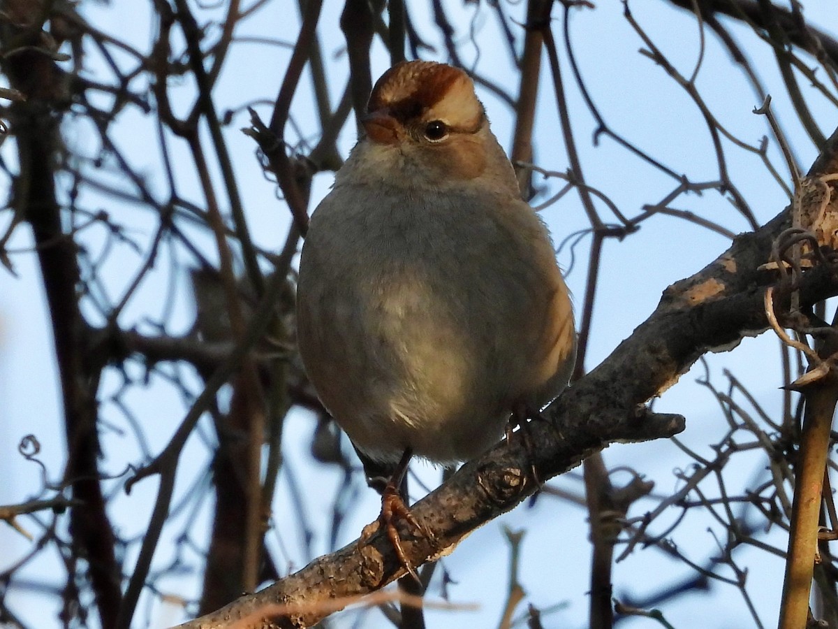 White-crowned Sparrow - ML646840843