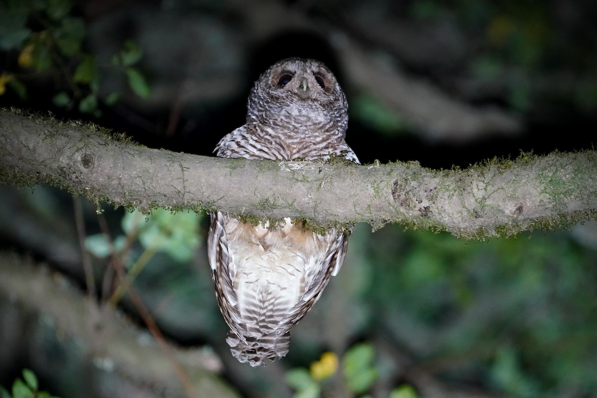 puštík rezavonohý - ML646840845