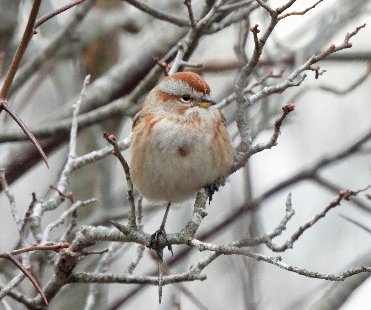 ムナフヒメドリ - ML646840846