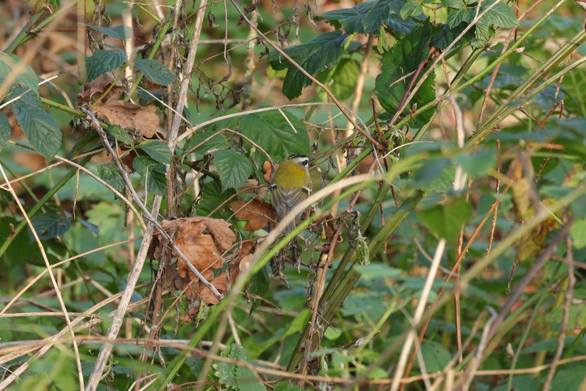 Красноголовый королёк - ML646840848