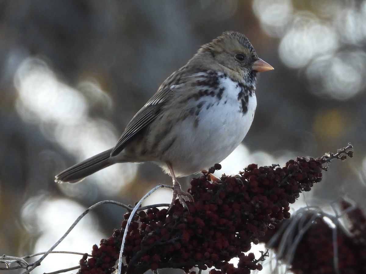 Harris's Sparrow - ML646840849