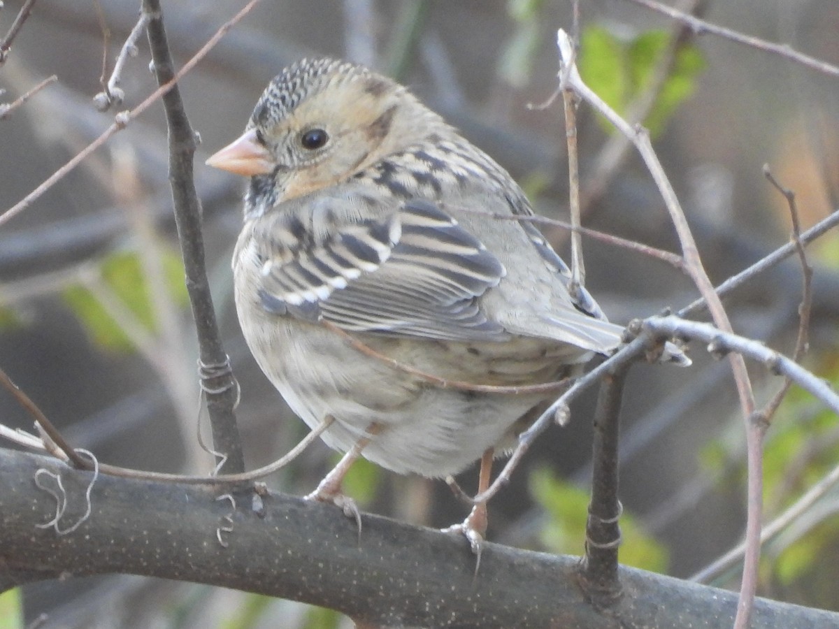 Harris's Sparrow - ML646840850