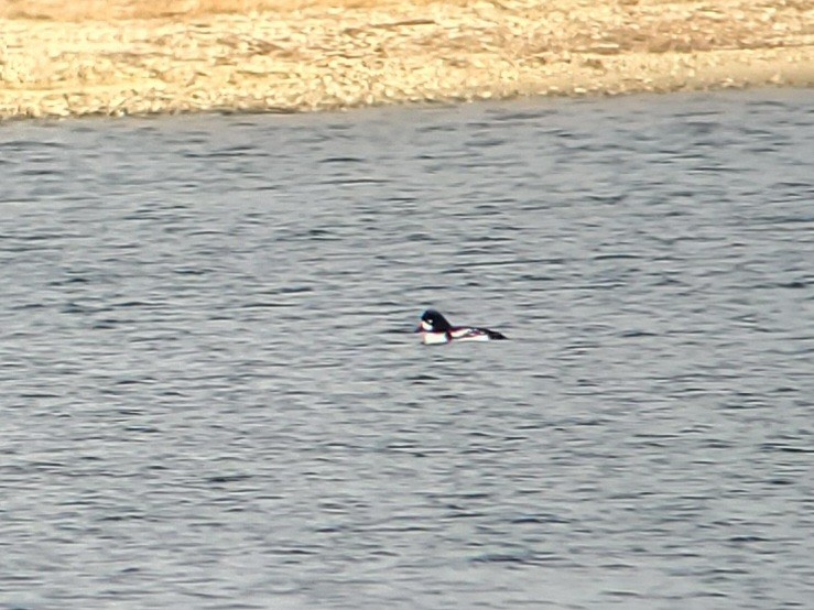 Spatelente - ML646840851