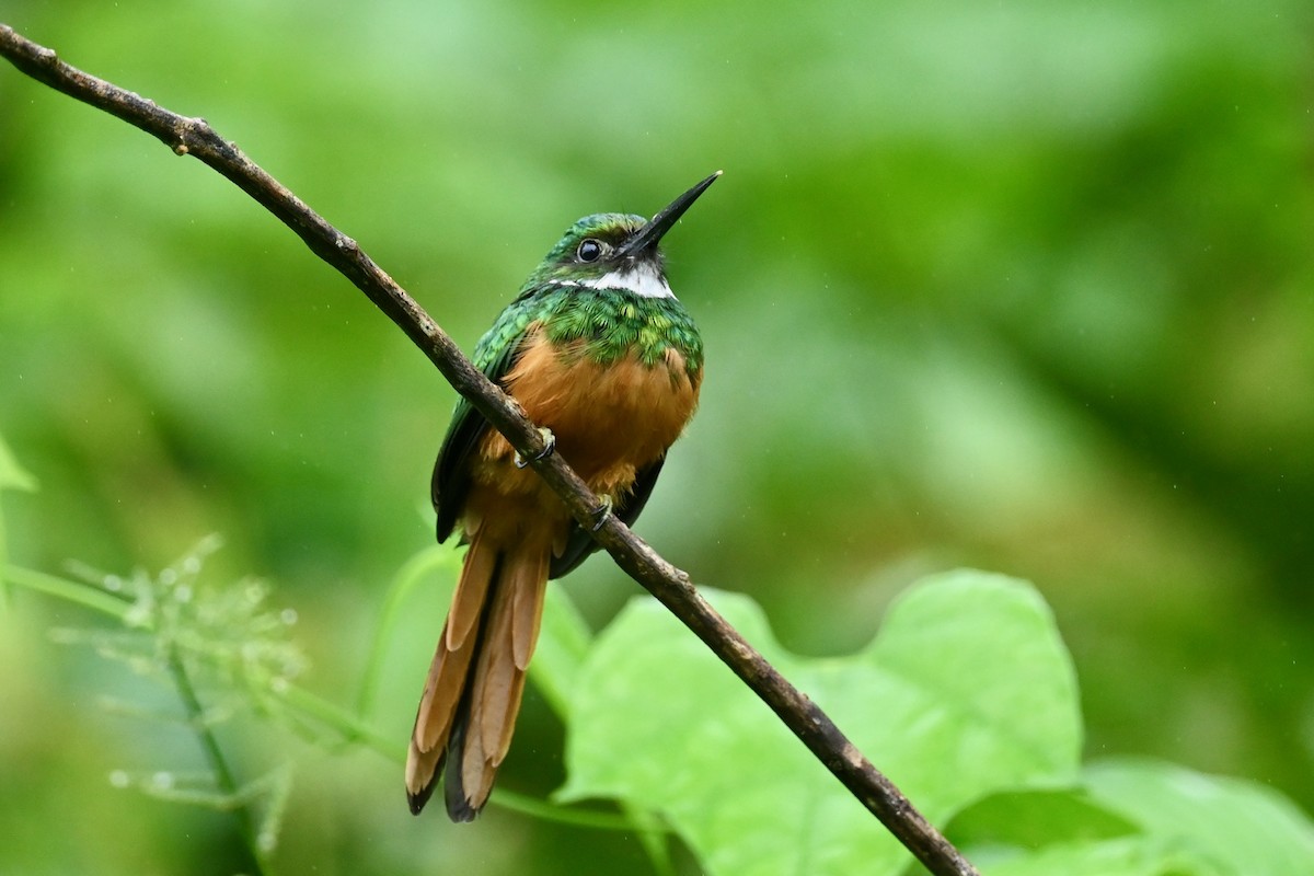 Rufous-tailed Jacamar - ML646840852