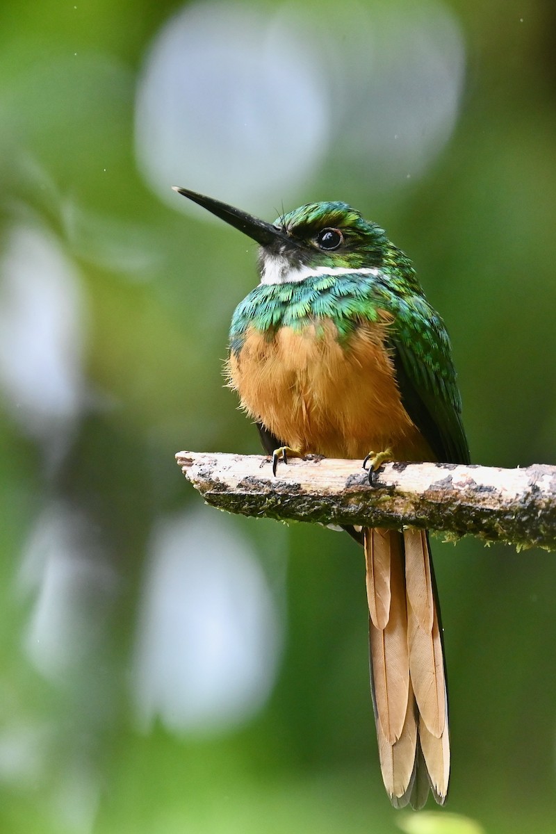 Rufous-tailed Jacamar - ML646840853