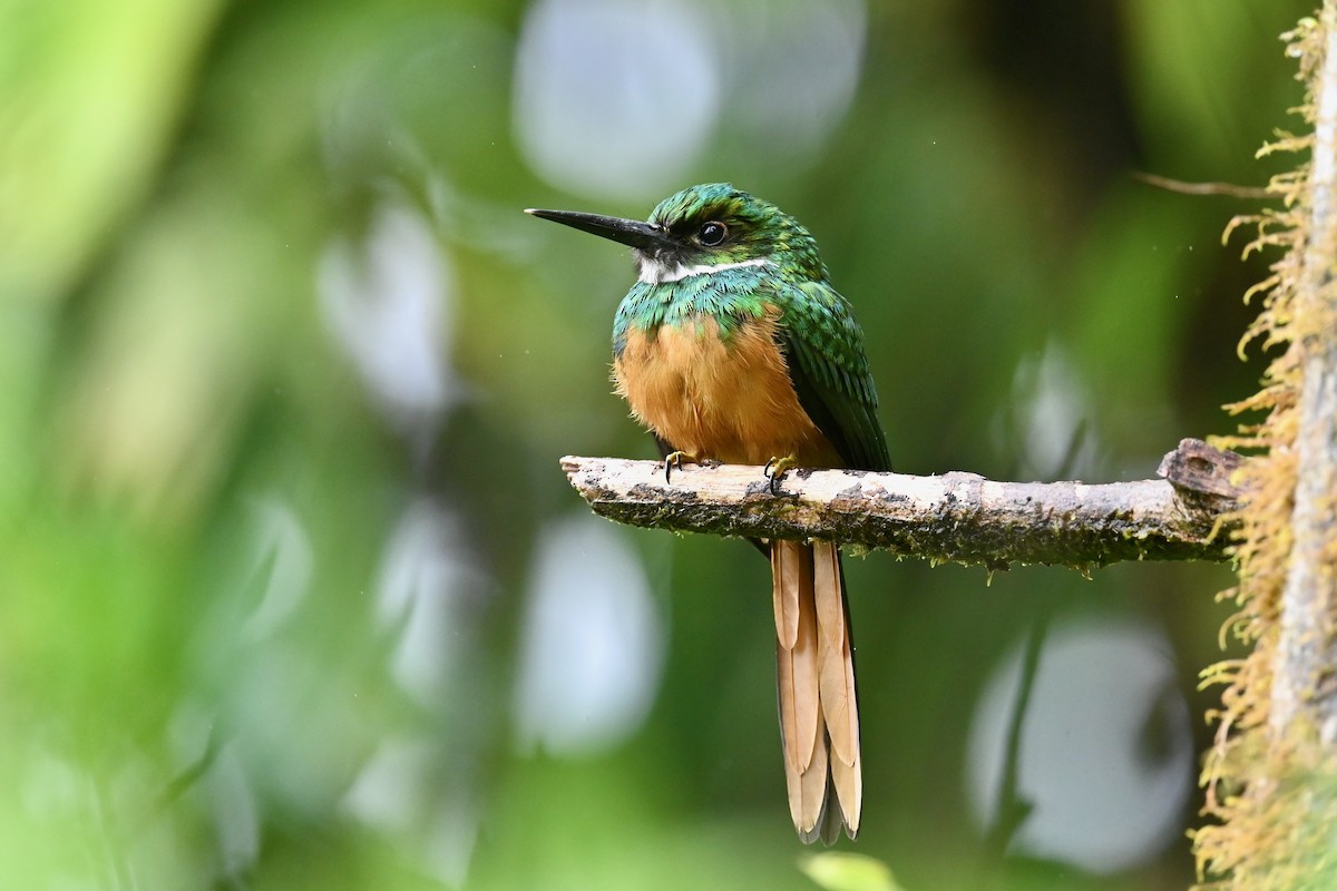Rufous-tailed Jacamar - ML646840854