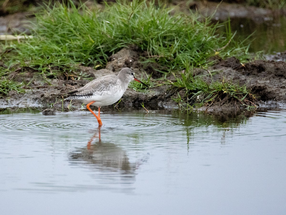 鶴鷸 - ML646840859