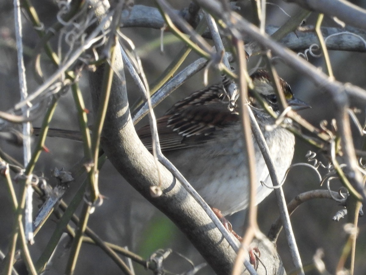 White-throated Sparrow - ML646840860