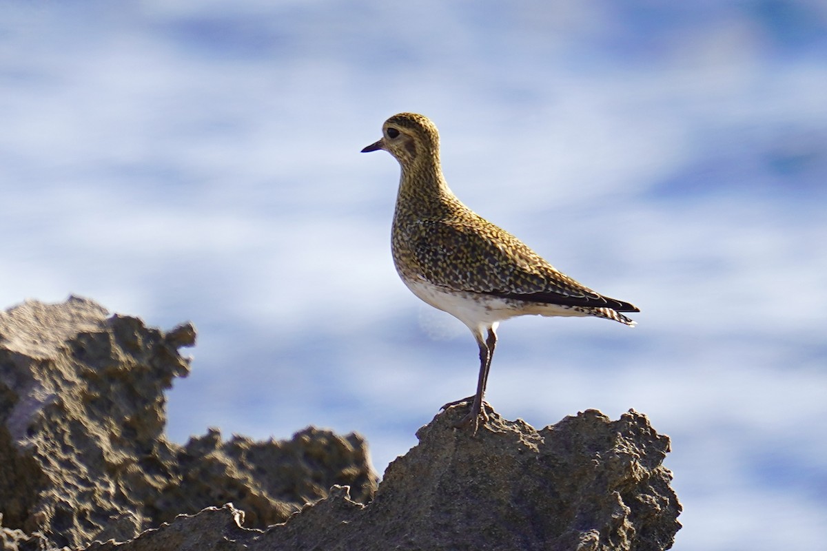 Сивка звичайна - ML646840864