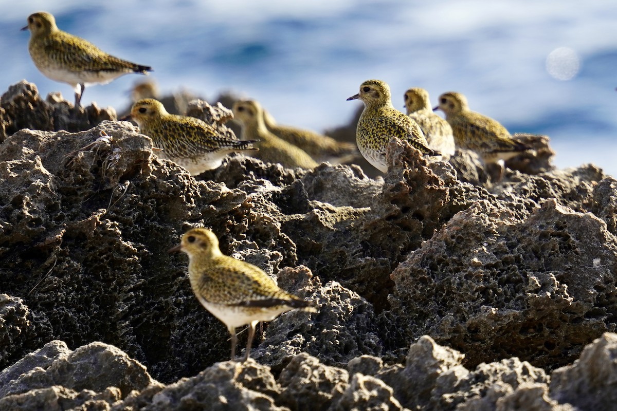 Сивка звичайна - ML646840865