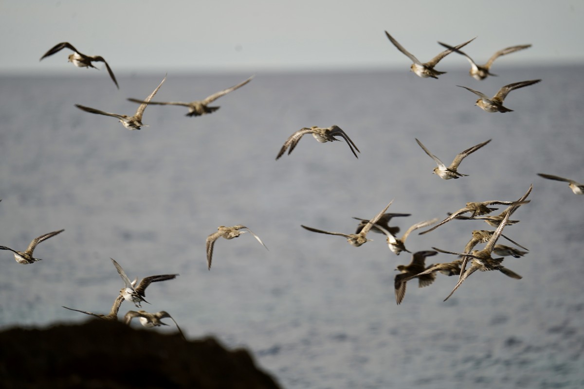 Сивка звичайна - ML646840866